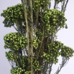 Озотамнус стабилизированный зеленый