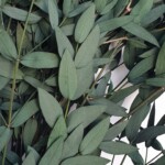 Эвкалипт стабилизированный "Парвифалия" зеленый