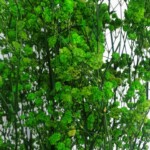 Гипсофила стабилизированная зеленая