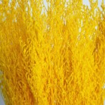 Кермек стабилизированный желтый