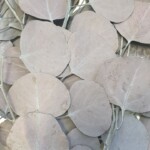 Эвкалипт стабилизированный "Популюс" баклажан