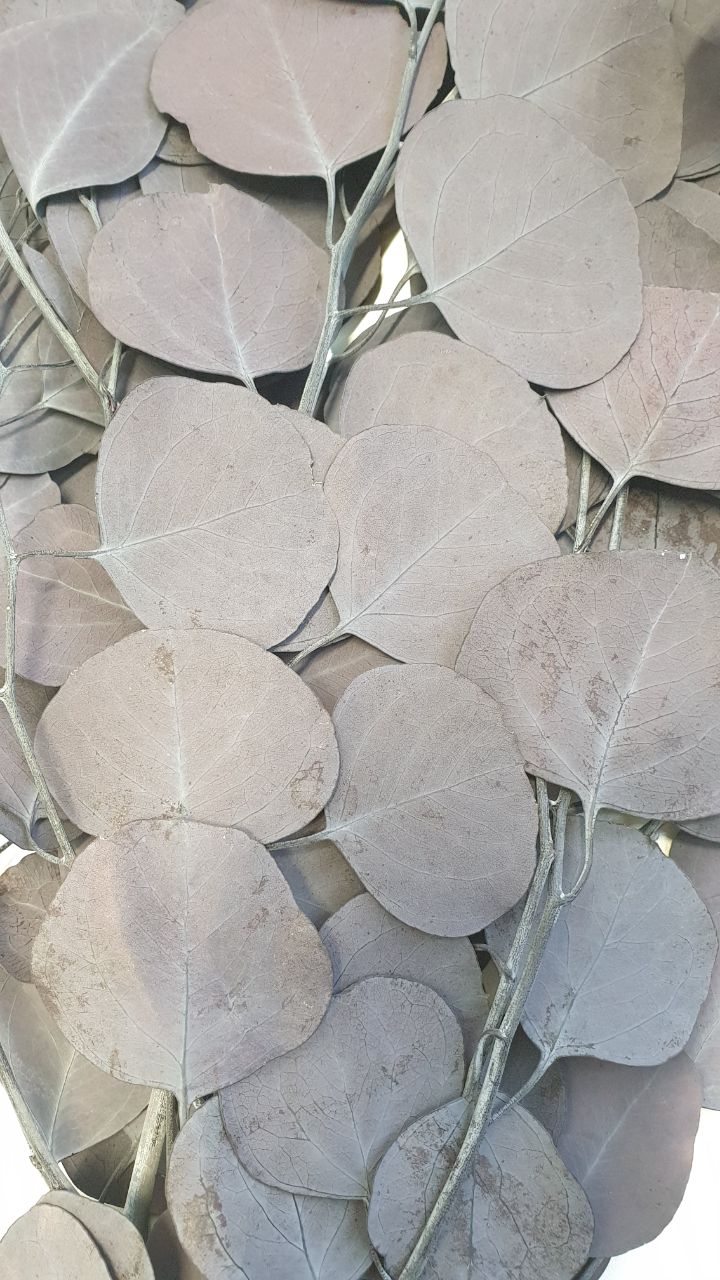 бакл1 Эвкалипт стабилизированный "Популюс" баклажан — изображение 1