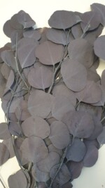 Эвкалипт стабилизированный "Популюс" баклажан — изображение 2