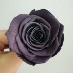 Роза классическая стабилизированная баклажан