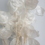 Лунария сухоцвет белая