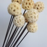 Шишки ликвидамбара сухоцвет белый