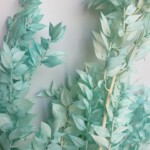 Рускус стабилизированный бирюзовый