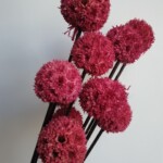 Шишки ликвидамбара сухоцвет бордовый