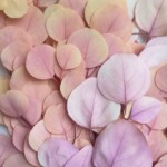 Эвкалипт стабилизированный популюс градиент лилово-бежевый