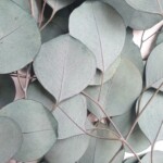 Эвкалипт стабилизированный популюс изумрудный