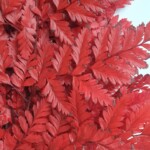 Листья папоротника стабилизированные красные