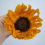 Цветок подсолнуха стабилизированный малый