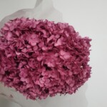 Гортензия стабилизированная малиново-бордовая