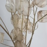 Лунария сухоцвет натуральная