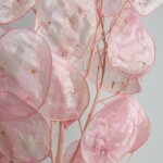 Лунария сухоцвет розовая