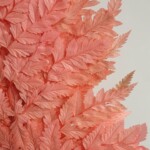 Листья папоротника стабилизированные розово-персиковые