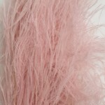 Папоротник тики (аспидиум) розовый