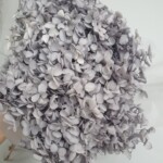 Гортензия стабилизированная серебро