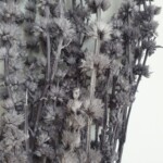 Пустырник стабилизированный серый