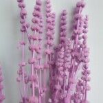 Пустырник стабилизированный сиреневый