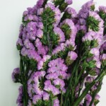 Статица стабилизированная сиреневая