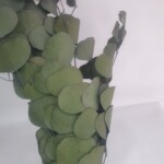 Эвкалипт стабилизированный популюс темно-зеленый