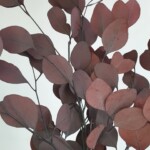 Эвкалипт стабилизированный "Популюс" винный