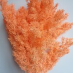 Аспарагус стабилизированный яркий персик