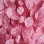 Эвкалипт стабилизированный популюс ярко-розовый