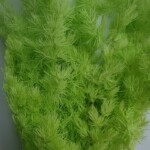 Аспарагус стабилизированный ярко-салатовый