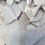 Эвкалипт стабилизированный "Популюс" зелено-голубой