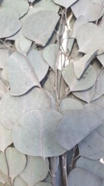 Эвкалипт стабилизированный "Популюс" зелено-голубой