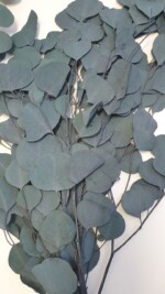 Эвкалипт стабилизированный "Популюс" зелено-голубой — изображение 2