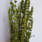 Пустырник стабилизированный зеленый