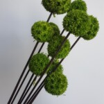 Шишки ликвидамбара сухоцвет зеленый