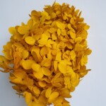 Гортензия стабилизированная желтая