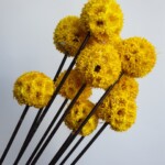 Шишки ликвидамбара сухоцвет желтый