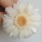 Гербера стабилизированная белая