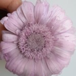Гербера стабилизированная сиреневая