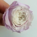 Роза пионовидная стабилизированная белый центр светло-сиреневая вокруг