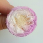 Роза пионовидная стабилизированная белый центр ярко-сиреневая вокруг