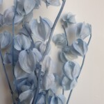 Никандра стабилизированная голубая