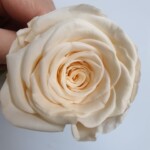 Роза классическая стабилизированная крем-брюле