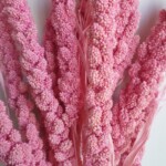 Сетария сухоцвет малиновый