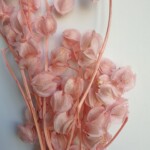 Никандра стабилизированная розовая