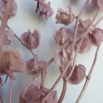 Никандра стабилизированная сиреневая