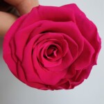 Роза классическая стабилизированная ярко-малиновая