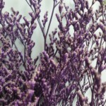 Кермек стабилизированный фиолетовый