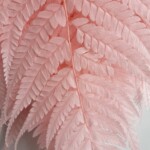 Листья папоротника стабилизированные розовые