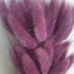 Лагурус сухоцвет баклажан